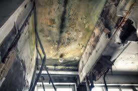 Best Mold Prevention Services  in Vega, TX